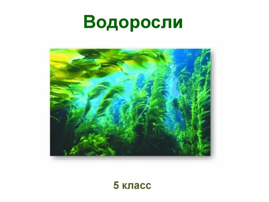 Водоросли главные