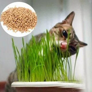 Микрозелень для кошек