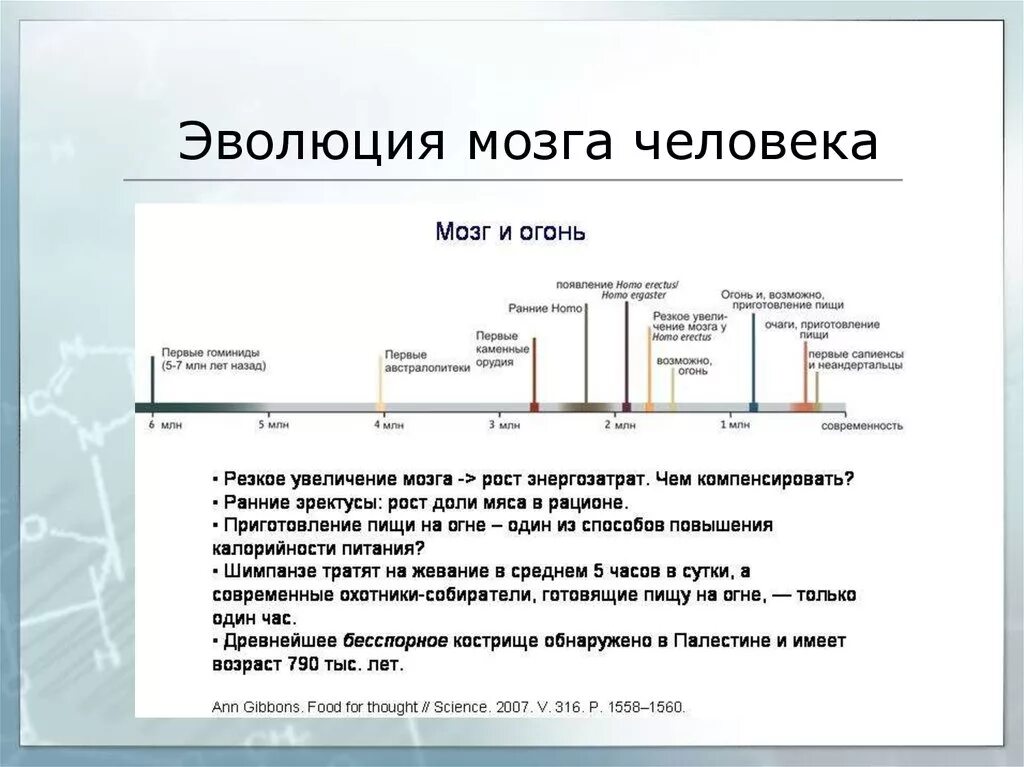 Эволюция развития мозга. Эволюция человеческого мозга. Развитие мозга Эволюция. Эволюция человеческого мозга кратко. Объем мозга Эволюция.