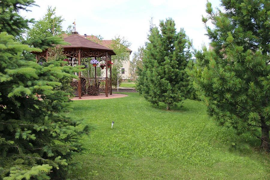 Сосна сибирская садовая. Pinus nigra brepo штамб. Сосна горная в ландшафте. Сосна обыкновенная стриженая. Лиственница ниваки.