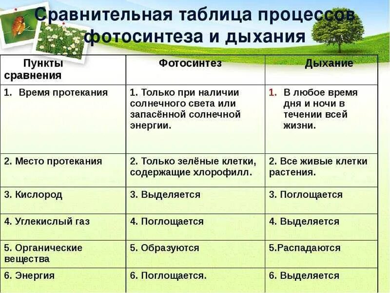 Дыхание как и фотосинтез ответы. Сравнительная характеристика процессов дыхания и фотосинтеза. сравнение процессов фотосинтеза и дыхания. таблица сравнение фотосинтеза и дыхания биология 6. сравнить процесс дыхания и фотосинтеза таблица.