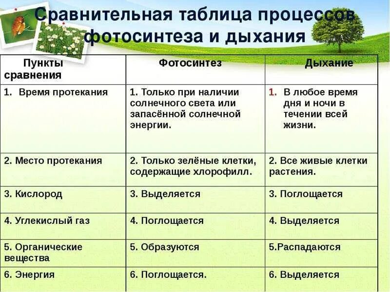 Таблица фотосинтез и дыхание растений 6 класс. Таблица сравнение процессов фотосинтеза и дыхания биология 6 класс. Взаимосвязь процессов фотосинтеза и дыхания таблица. Сравнительная характеристика процессов дыхания и фотосинтеза. Сравнение процессов фотосинтеза и дыхания.