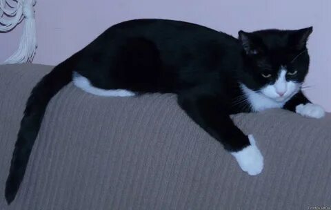 Кот с белой спиной