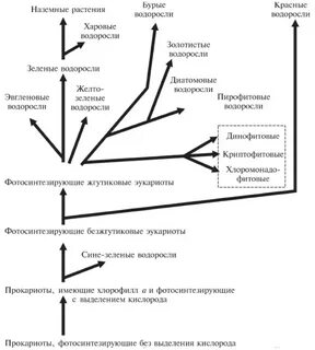 Эволюция растений водоросли