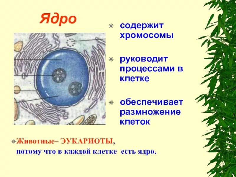 Каждая клетка содержит
