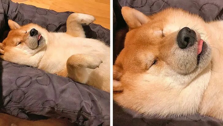 Собака в кровати мем Pin on Puppers