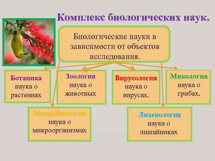 Какие бывают ботанические науки 6 класс. Биологические науки от объекта исследования. Семья биологических наук схема. Небиологические науки. Биологические дисциплины.