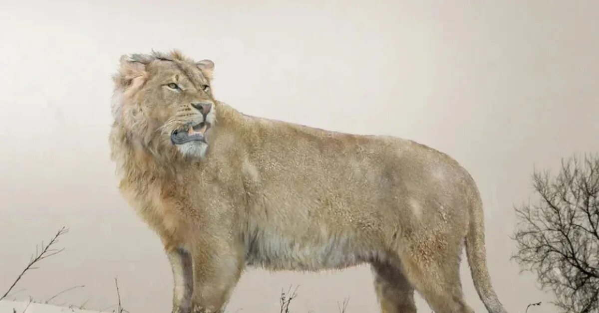 Лев бер. Пещерный лев. пещерные львы(panthera spelaea. эпоха плейстоцена пещерный лев.