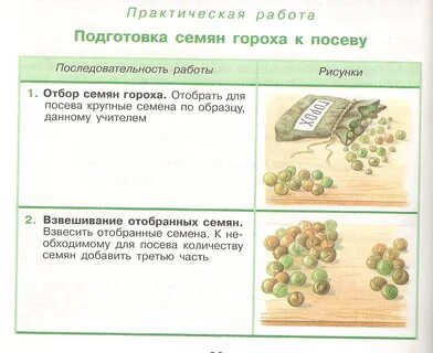 Число семян гороха