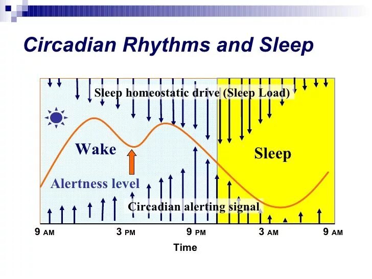 Бессонница инфографика. Circadian rhythm drake. Circadian rhythm drake. Circadian rhythm. Circadian rhythm chart зтп.