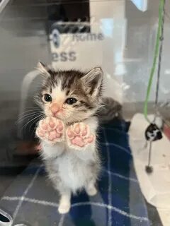 Невдупленыш котенок