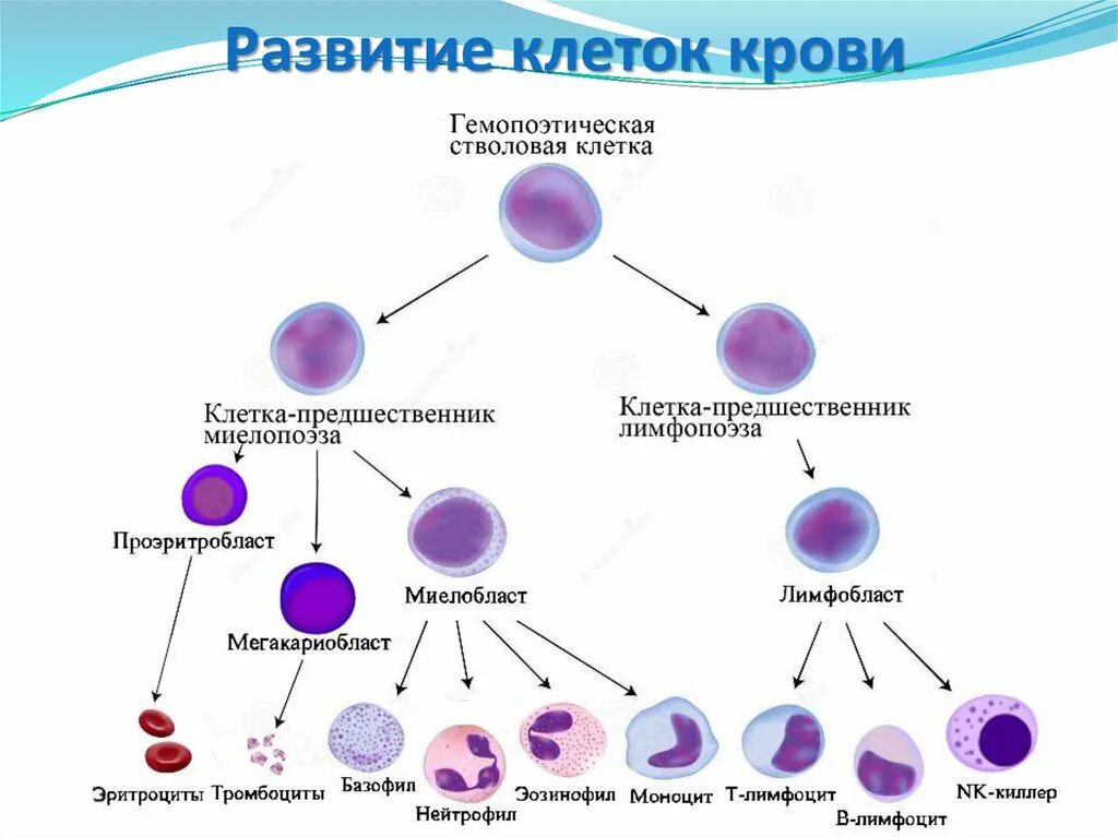 Стадии развития крови. Схема кроветворения стволовая клетка. Схема кроветворения лимфоцитов. Схема развития и дифференцировка клеток крови. Схема гемопоэза клеток крови.