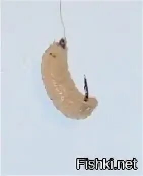 Как насадить опарыша видео. Как насадить опарыша на мормышку зимой. уклейка как насадить опарыша на крючок. как насаживать опарыша на мормышку зимой.