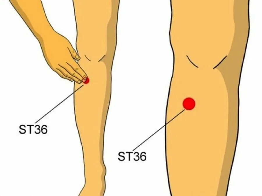 Как найти точку долголетия. Точка Цзу Сан ли точка долголетия. Цзу-Сань-ли (е36). Цзу-Сань-ли точка долголетия. Точка st36 акупунктуры.