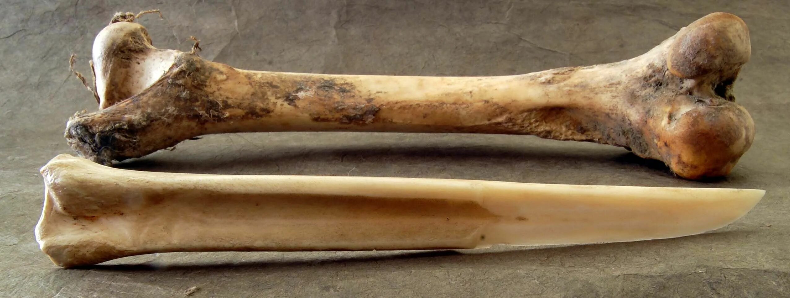 Elder bone