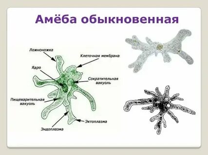 Амеба делится каждые 3 часа