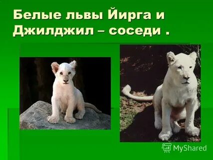 Львиный прилагательное