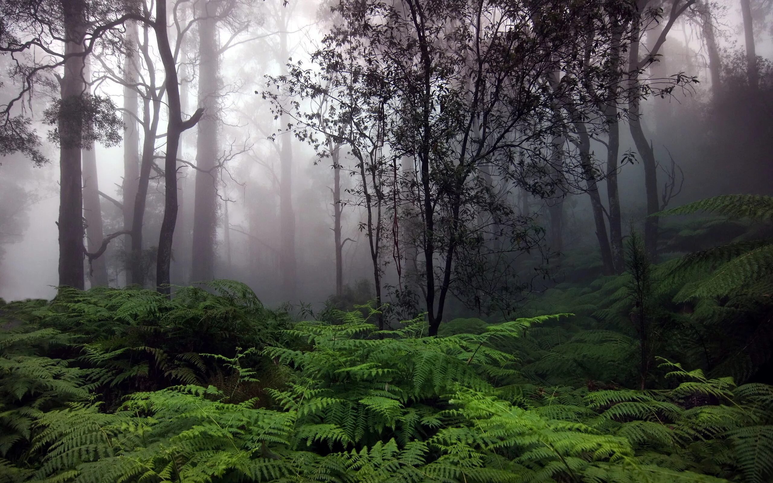 Forest side