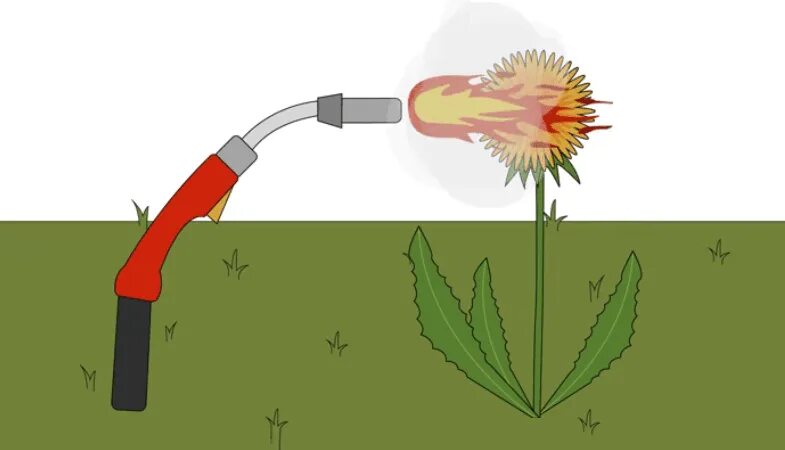 Как избавиться от одуванчиков на участке. Выкорчевывать одуванчиков. Избавляемся от одуванчиков на участке. Борьба с сорняками горелкой. Для выдергивания одуванчиков.