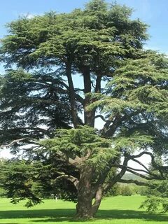 Atlas cedar