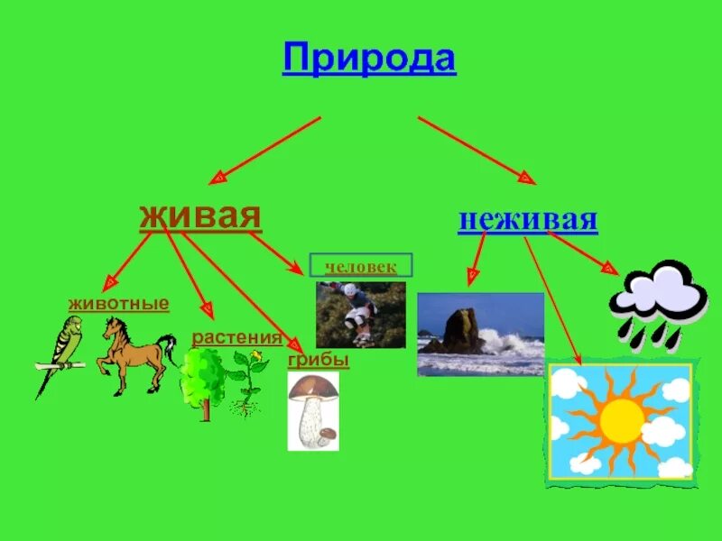 Природные связи между объектами. Схема связи живой и неживой природы. Живая неживая растения … Животные … … …. Связь между живой и неживой природой. Схема взаимосвязи живой и неживой природы.