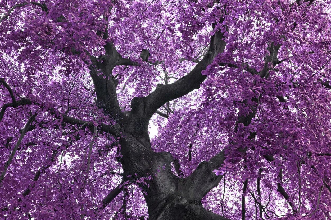 Цветущее дерево без листьев. Дерево с сиреневыми цветами. Дерево с сиреневыми листьями. Фиалковое дерево. Дерево с фиолетовыми цветами.