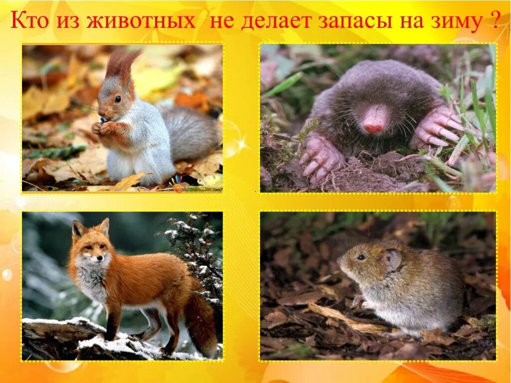 Лиса делает запасы на зиму. Какие животные делают запасы. какие звери делают запасы?. звери делают запасы на зиму. картинка звери делают запасы на зиму.