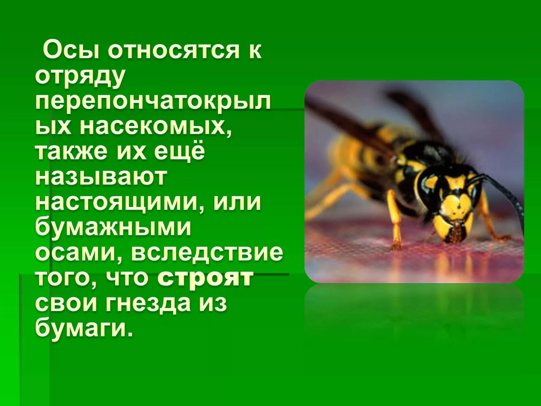 Почему пчел относят к насекомым. Информация о осах. Сообщение о осах. Доклад про осу. Оса описание.