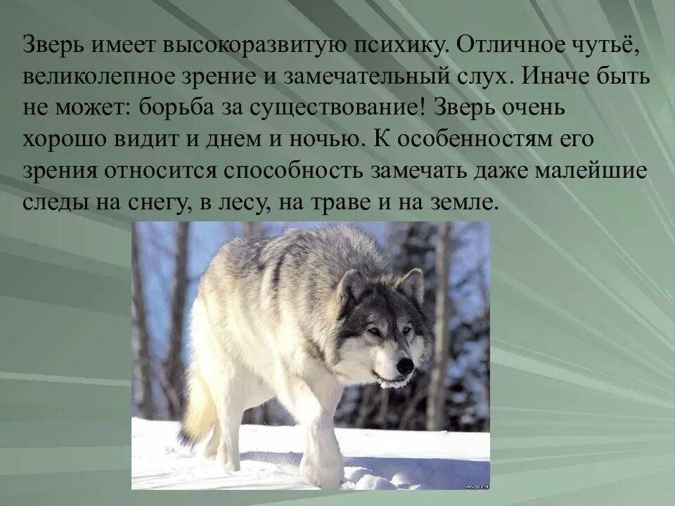 Презентация про волков. Волчья работа. Волк для презентации. Сообщение о волке. Рассказ о волке.