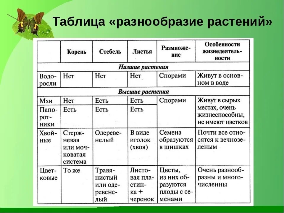 Практическая работа 9 класс меню биология. Отделы растений таблица. Разнообразие растений и их значение. Характеристика растений. Признаки отделов растений.