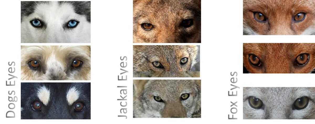 Чем отличается волк от шакала. Волчьи глаза от собачьих. Разница между волком и шакалом. Глаза волка и собаки. Цвет глаз собак и волка.