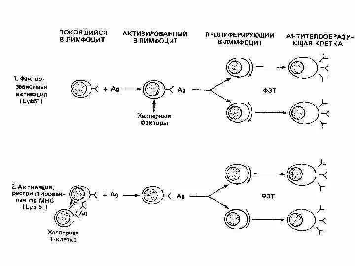 Где происходит дифференцировка т лимфоцитов. Антигензависимая дифференцировка в-лимфоцитов схема. механизмы активации и дифференцировки в-лимфоцитов. схема онтогенеза в-лимфоцитов. общая схема онтогенеза лимфоцитов.