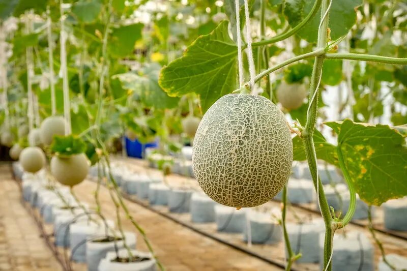 Как собирают дыни