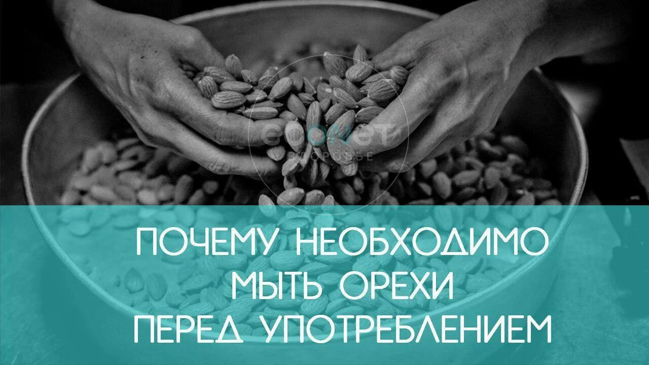Как правильно мыть орехи. Перед использованием орехи. мытье орехов перед употреблением. почему нужно мыть орехи перед употреблением. грецкие орехи надо мыть.