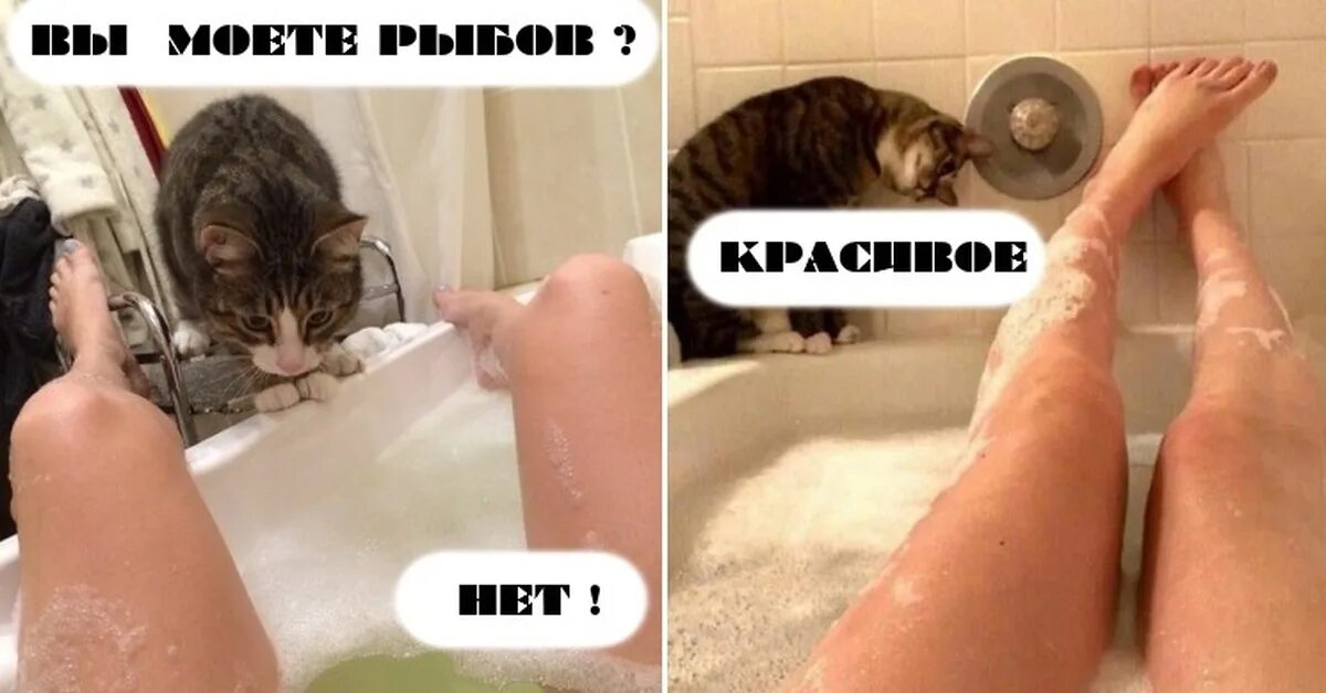 Киски пошло. Кот в ванне. Мемы с котиками в ванной. Мем про Рыбов. Кот в ванне с девушкой.
