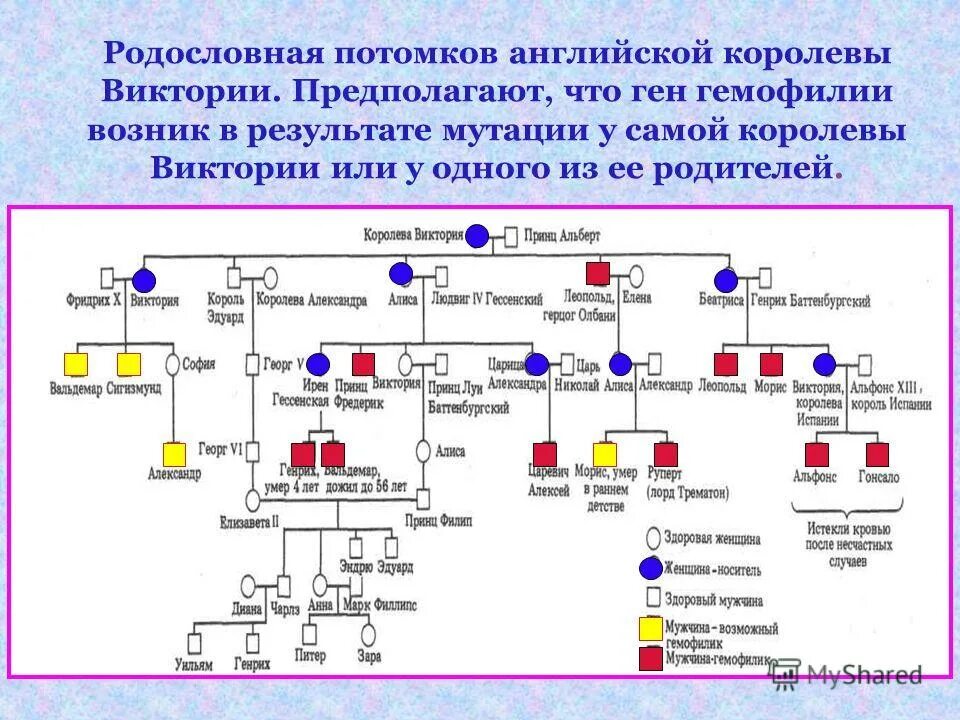 генеалогическое древо utytnbr. генеалогическое ген. генеалогическое ген. генеалогический метод схема родословной. генеалогическое ген.