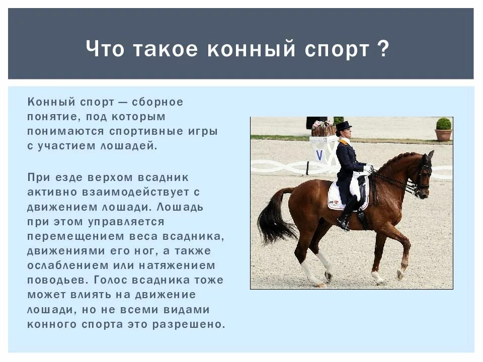 Какую работу совершает лошадь при перевозке. Конный спорт презентация. Конный спорт доклад. Факты о лошадях. Факты о лошадях и конном.