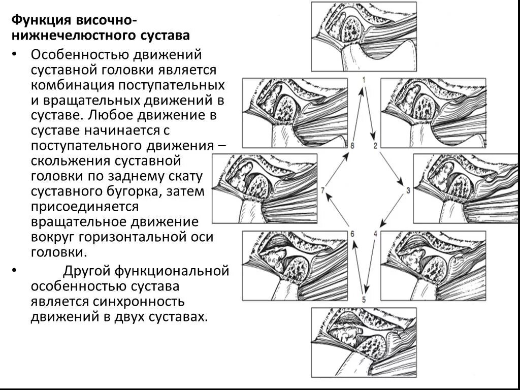 Функции височно-нижнечелюстного сустава. Анатомия сустава ВНЧС. Височно-нижнечелюстной сустав движения. Функции движения суставов