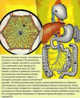 Колит печень причины