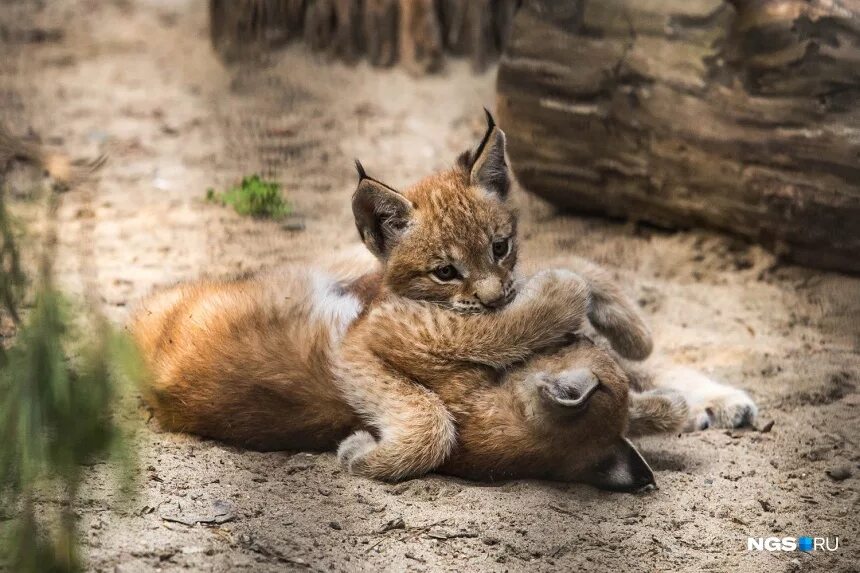 кот и лиса. лиса чб. лисья рысь. лис и рысь. лиса на охоте.
