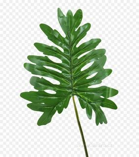 Plant shape