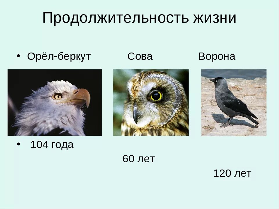 Продолжительность жизни орла. Продолжительность жизни Совы. Соват Продолжительность жизни. Продолжительность жизни животных Сова. Периоды жизни птиц