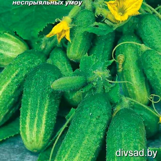 Огурец апрельский f1 седек. Огурец зена f1. Семена огурец изящный. Сорт огурца изящный фото. Сорт огурца изящный фото.