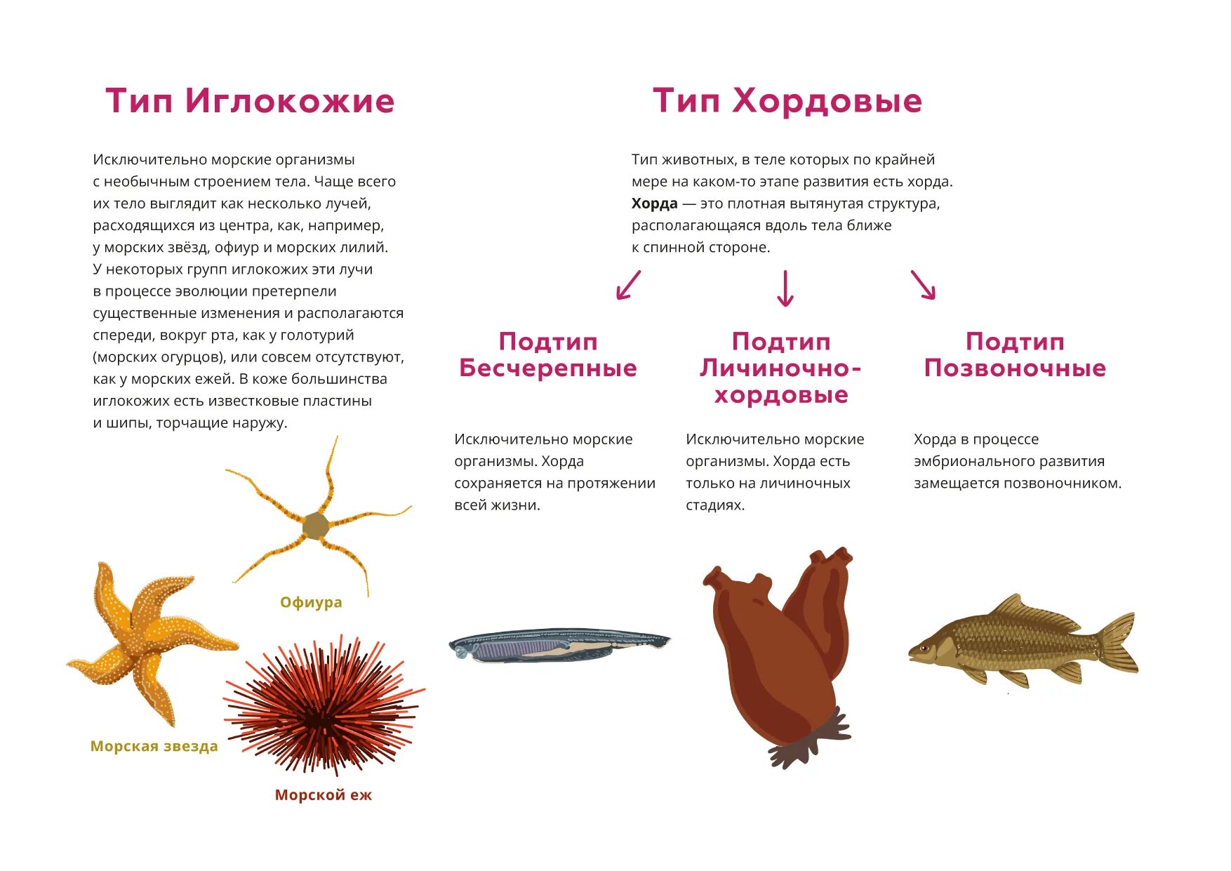 Иглокожие тип исключительно морских данных животных. Подтип бесчерепные.