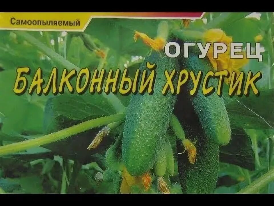 Балконный хрустик. Огурец балконный хрустик. огурец балконный хрустик f1 цс. семена огурцов для балкона самоопыляемые. семена самоопыляемых огурцов для балкона.