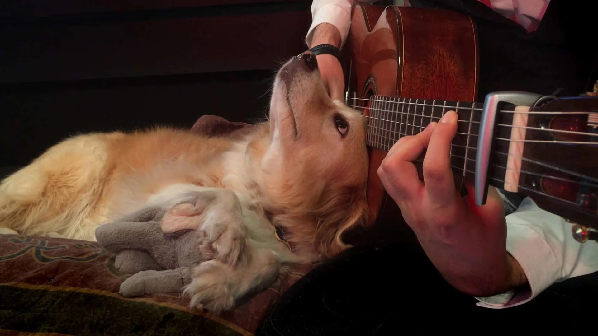 Слушать песню гитара играй. Собака с гитарой. Животные с гитарой. Собака гитарист. Животные с электрогитарой.