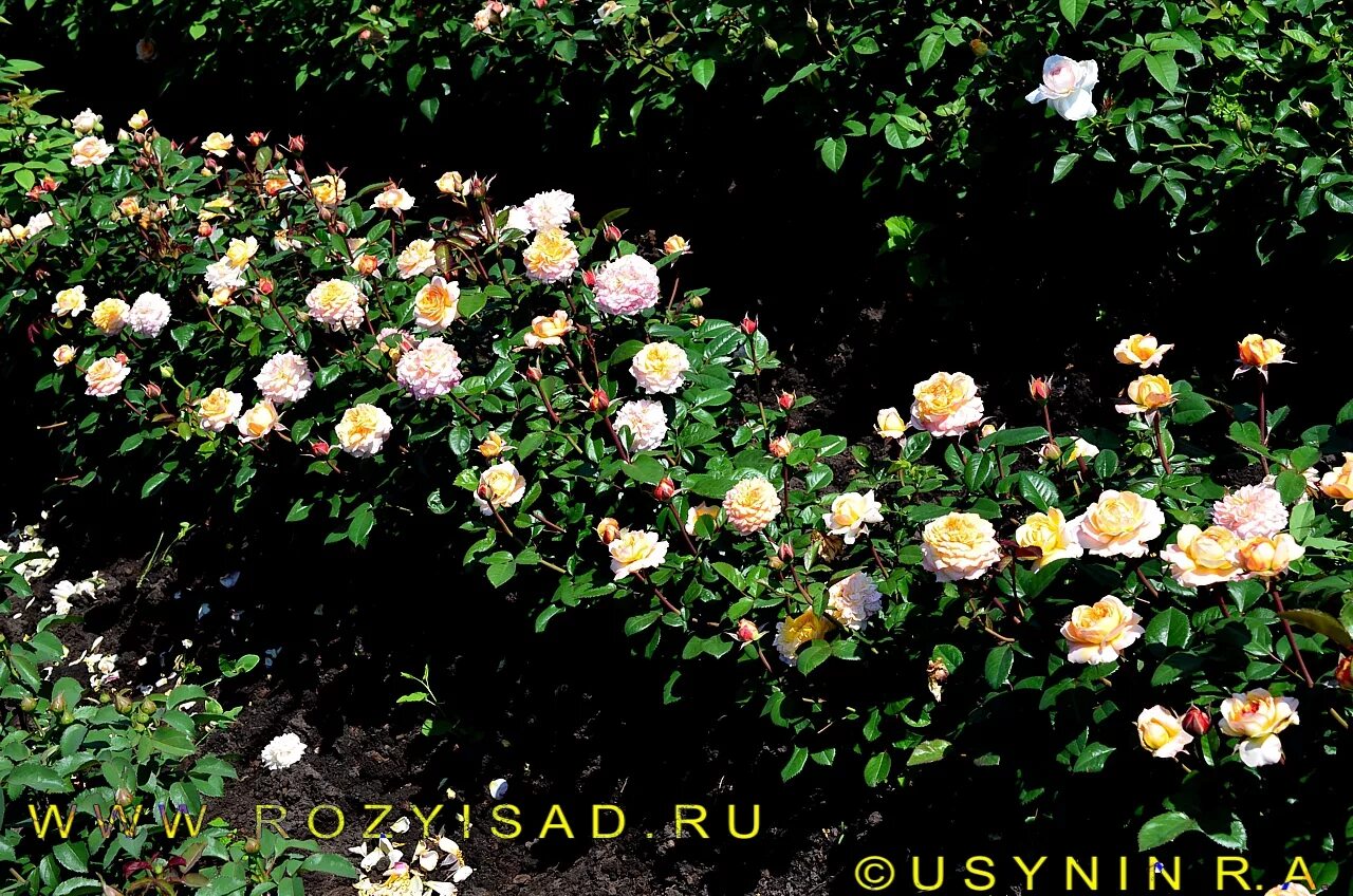 Index of /fr/rozyisad_2012/rozyisad07_2012