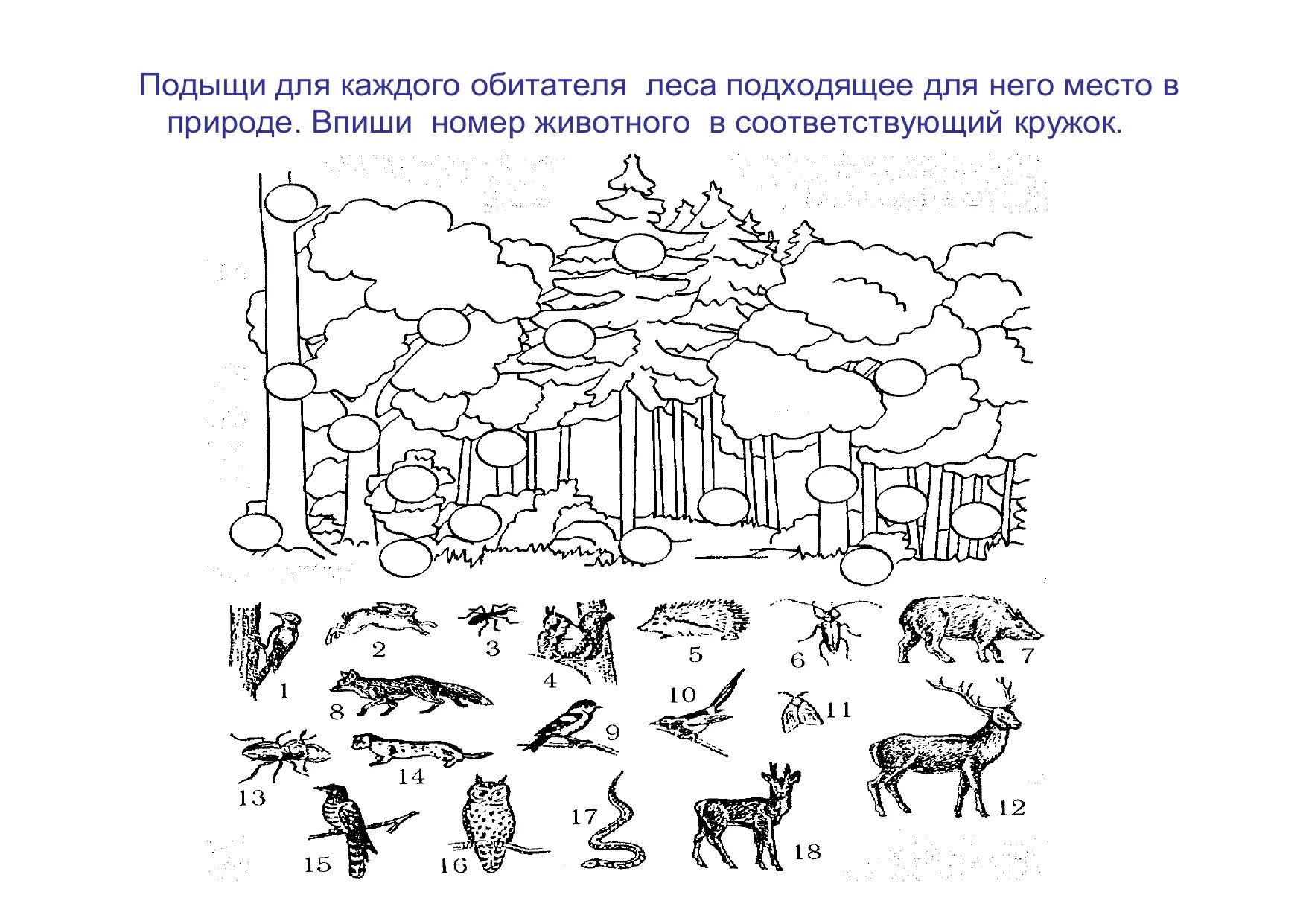 Задание 2 природа россии. Лес задания для дошкольников. Задания по экологии. Животные леса задания. Задания по теме лес для дошкольников.