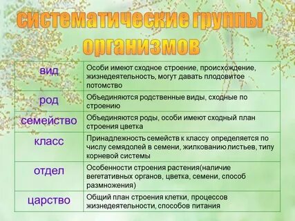 Почему без систематики был бы хаос