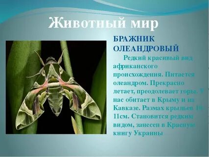 Олеандровый бражник где обитает